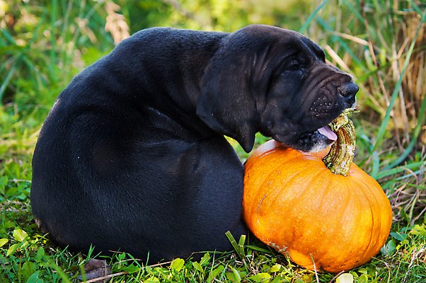 포토 JPG 해외이미지 주간 호박 사람없음 야외 장식 반려동물 할로윈 가을 개 강아지 10월 해외포토 자연요소 동물 계절 채소 포유류 날짜 파일형식 이미지허브
