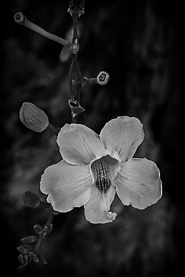 포토 JPG 해외이미지 식물 1 디자인 꽃잎 꽃 꽃다발 백그라운드 꽃무늬 태국 자연 사람없음 장식 세로 뷰티 정원 놀람 벚꽃 신선 개화 난초 우아함 닫기 묘사 싱글 질감 인도네시아 부드러움 내추럴 이국적 해외포토 감정 아시아 컨셉 무늬 모션 표정 감각 생태계 파일형식 이미지허브