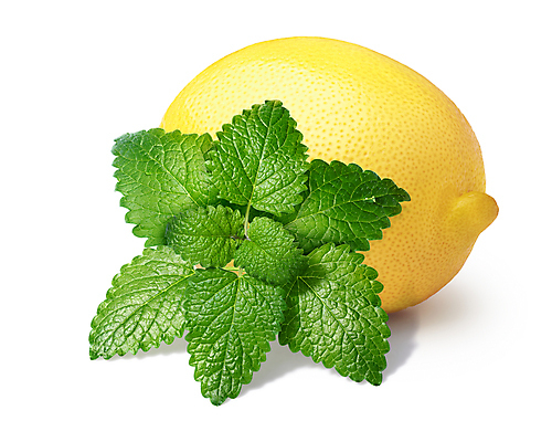 포토 JPG 해외이미지 잎 과일 귤 사람없음 노란색 흰색 레몬 민트 고립 숙성 해외포토 식물 컬러 허브 파일형식 이미지허브