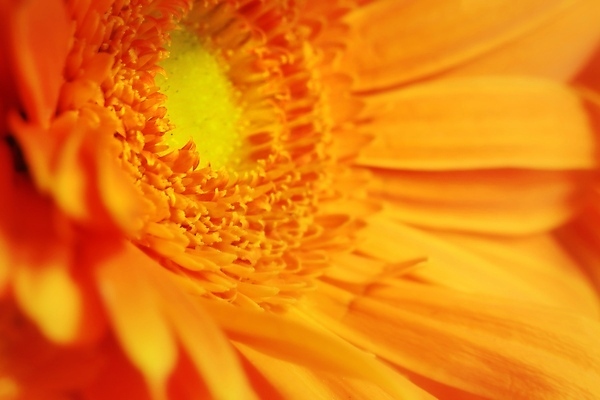 포토 JPG 해외이미지 식물 꽃잎 꽃 백그라운드 꽃무늬 오렌지 자연 사람없음 뷰티 노란색 정원 봄 벚꽃 흰색 묘사 데이지 거베라 고립 해외포토 계절 컬러 무늬 과일 생태계 파일형식 이미지허브