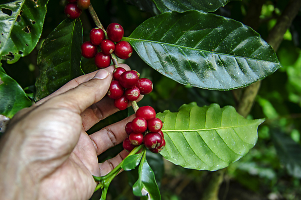 포토 JPG 해외이미지 손 계절 열매 산업 커피 음료 잎 과일 태국 자연 콩 건강 사람없음 빨간색 초록색 농작물 뷰티 농장 바구니 수확 성장 뜨거움 체리 닫기 농부 굽기 수집 유기농 날것 유지 밭일 생태학 숙성 아라비카 카페인 해외포토 식물 직업 웰빙 교육 아시아 컬러 농업 모션 곡류 신체부위 구이 생태계 파일형식 이미지허브