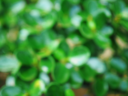 포토 JPG 해외이미지 나무 식물 음식 잎 밭 자연 사람없음 초록색 정원 봄 성장 신선 클로버 숲 허브 백리향 해외포토 계절 컬러 농업 생태계 파일형식 이미지허브