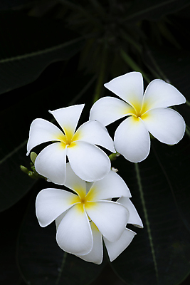 포토 JPG 해외이미지 식물 꽃 백그라운드 잎 자연 사람없음 세로 초록색 어둠 벚꽃 흰색 내추럴 해외포토 컬러 생태계 파일형식 이미지허브