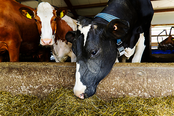 포토 JPG 해외이미지 동물 산업 음식 농업 포유류 실내 사람없음 울타리 농장 갈색 머리 농사 검은색 가축 목장 소고기 우유 흰색 시골 입 그룹 소 볏짚 군중 방목 먹기 귀 젖 밀짚 송아지 외양간 밭일 해외포토 새끼 컬러 모션 유제품 육류 사람 내부 신체부위 담장 짚 축산업 파일형식 이미지허브