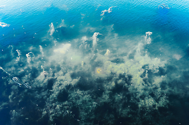 포토 JPG 해외이미지 나무 야생동물 바다 날씨 사람없음 파란색 모래사장 태양 환경 바닷속 수중 수영 거품 젖음 성장 해조류 환경보전 생태계 달팽이 생물학 암초 카리브해 해외포토 자연요소 식물 동물 교육 컬러 연체동물 수상스포츠 해양식물 사회이슈 파일형식 이미지허브