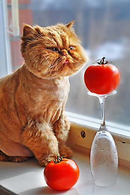 포토 JPG 해외이미지 응시 얼굴 음식 생각 다이어트 토마토 채소 수염 털 건강 앉기 사람없음 빨간색 반려동물 머리 귀여움 고양이 수확 큼 먹기 호기심 코 코믹 몸단장 발견 동반자 채식주의자 총구 해외포토 동물 시선 감정 컬러 컨셉 농업 포유류 모션 신체부위 크기 채식 파일형식 이미지허브