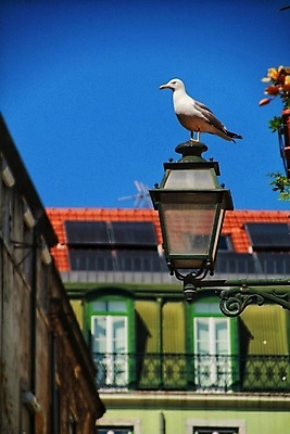 포토 JPG 해외이미지 식물 전통 디자인 유럽 여행 건축양식 창문 갈매기 지붕 거리 주택 사람없음 야외 건물 컬러풀 계단 마을 수확 골동품 발코니 등불 도시 역사 재산 포르투갈 타일 묘사 수도꼭지 그림 좁은 타운 리스본 옛날 해외포토 건축물 건축 나라 컬러 농업 조류 조명 금융 파일형식 이미지허브