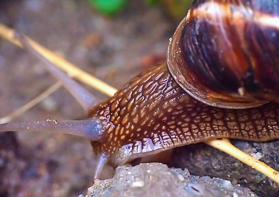 포토 JPG 해외이미지 주간 한마리 근접촬영 사람없음 야외 아웃포커스 머리 땅 기어가기 해외포토 자연요소 1 뷰포인트 모션 촬영기법 신체부위 파일형식 이미지허브