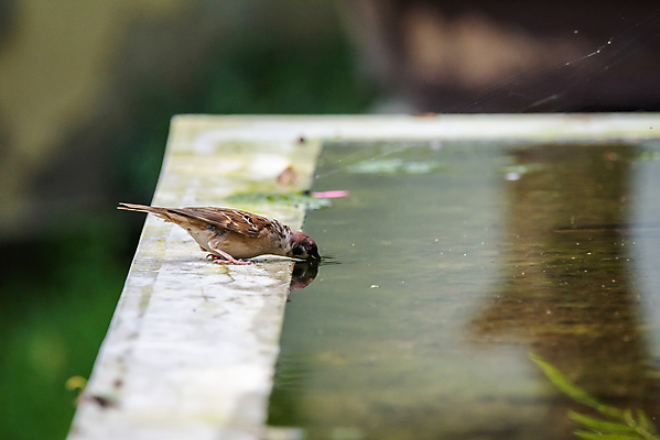 포토 JPG 해외이미지 나무 동물 공원 음료 야생동물 날개 자연 조류 사람없음 야외 물 여름 반사 갈색 정원 중국 목욕 젖음 마시기 흰색 도시 뜨거움 떨어짐 보호 씻기 작음 갈증 깃털 분수 부리 참새 내추럴 동물상 해외포토 자연요소 식물 계절 공공시설 아시아 컬러 컨셉 모션 조형물 청결 크기 생태계 파일형식 이미지허브