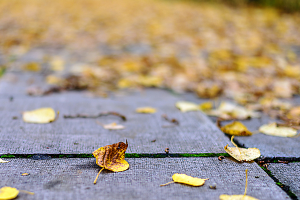 포토 JPG 해외이미지 나무 계절 공원 도로 백그라운드 단풍 잎 오렌지 자연 추상 사람없음 빨간색 초록색 물 컬러풀 갈색 노란색 가을 바위 숲 질감 내추럴 땅바닥 해외포토 자연요소 식물 공공시설 길 컬러 무늬 과일 교통시설 바닥 돌_바위 생태계 파일형식 이미지허브