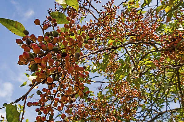 포토 JPG 해외이미지 나무 식물 계절 백그라운드 잎 농업 과일 중동 자연 건조 건강 사람없음 야외 목재 빨간색 초록색 햇빛 계곡 맑음 성장 나뭇가지 시골 숲 지중해 허브 관목 아로마 아로마테라피 내추럴 해외포토 나라 산업 바다 컬러 재료 날씨 태양 생태계 테라피 파일형식 이미지허브