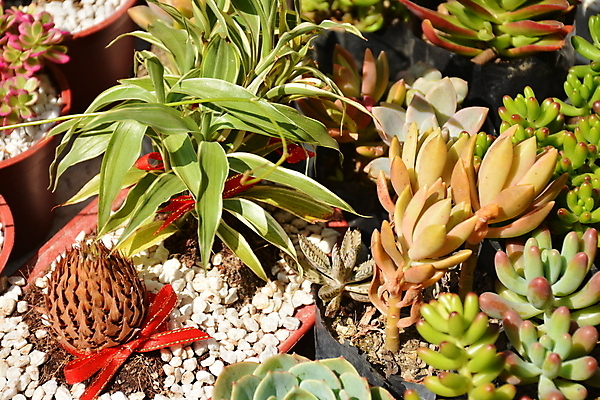 포토 JPG 해외이미지 식물 잎 자연 사람없음 초록색 믿음 정원 중국 행운 냄비 오브젝트 내추럴 해외포토 감정 아시아 컬러 컨셉 솥 생태계 파일형식 이미지허브