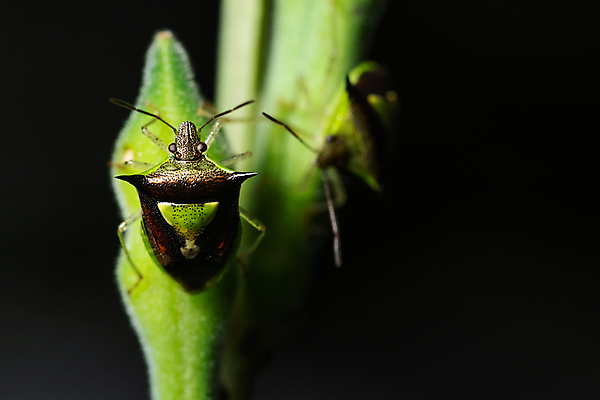 포토 JPG 해외이미지 식물 야생동물 곤충 자연 사람없음 초록색 벌레 해외포토 동물 컬러 생태계 파일형식 이미지허브