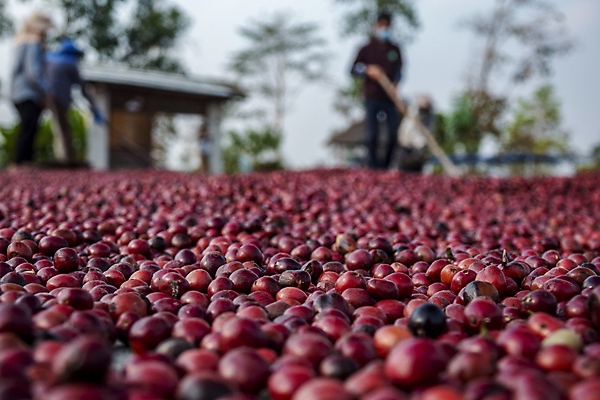 포토 JPG 해외이미지 식물 열매 산업 아시아 커피 음료 음식 백그라운드 패턴 농업 과일 재료 태국 자연 콩 바닥 건조 씨앗 사람없음 야외 빨간색 농장 갈색 카페 수확 신선 체리 농부 굽기 유기농 질감 날것 번짐 내추럴 따뜻한음료 방법 숙성 아라비카 양피지 작살 카페인 해외포토 직업 웰빙 나라 컬러 무늬 곡류 상점 구이 생태계 파일형식 효과 이미지허브