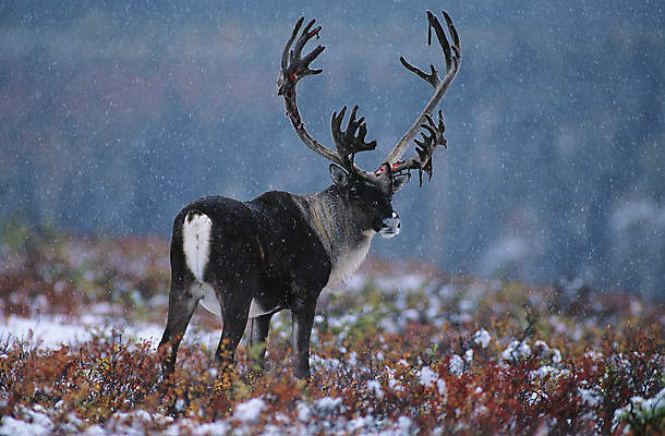 포토 JPG 해외이미지 전신 한마리 야생동물 북아메리카 겨울 자연 사슴 뿔 서기 사람없음 야외 추위 고독 멀리 해외포토 동물 1 계절 감정 포유류 모션 아메리카 생태계 파일형식 이미지허브