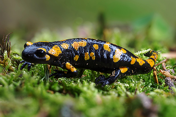 포토 JPG 해외이미지 동물 척추동물 유럽 얼굴 야생동물 모래 파충류 자연 불 생물 종류 개구리 양서류 경고 사람없음 야외 가로 초록색 노란색 검은색 줄무늬 젖음 게임 점 독약 보호 숲 생물학 꼬리 도마뱀 육식동물 먼지 멸종 서식지 리빙 두꺼비 동물상 생태학 서쪽 테마 해외포토 자연요소 교육 나라 컬러 컨셉 무늬 놀이 신체부위 조형물 방향 생태계 파일형식 이미지허브