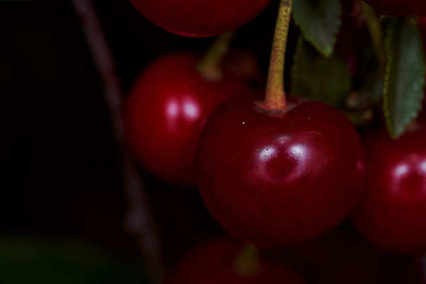 포토 JPG 해외이미지 꽃 꽃무늬 자연 사람없음 가로 뷰티 벚꽃 흰색 나뭇가지 고립 해외포토 나무 식물 컬러 무늬 생태계 파일형식 이미지허브