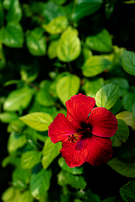 포토 JPG 해외이미지 식물 꽃 유럽 여행 잎 꽃무늬 자연 휴가 사람없음 야외 정원 이탈리아 성장 지중해 타운 옛날 해외포토 나라 바다 무늬 도시 생태계 파일형식 이미지허브