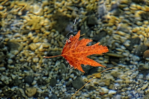 포토 JPG 해외이미지 식물 계절 백그라운드 단풍 잎 자연 날씨 사람없음 야외 물 컬러풀 추위 가을 내추럴 거짓말 해외포토 자연요소 컬러 생태계 파일형식 이미지허브