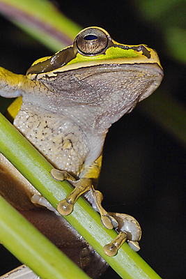 포토 JPG 해외이미지 동물 척추동물 야생동물 자연 국립공원 개구리 양서류 사람없음 초록색 환경 미국 다양 중앙아메리카 보호 숲 열대우림 생태계 생물학 청개구리 서식지 동물상 무료 보호구역 생태학 코스타리카 해외포토 공원 교육 컬러 다수 컨셉 북아메리카 아메리카 조형물 구역 파일형식 이미지허브