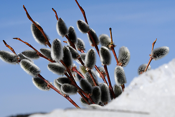 포토 JPG 해외이미지 식물 자연 사람없음 새싹 봄 개화 버드나무 총쏘기 해외포토 나무 계절 꽃 모션 생태계 파일형식 이미지허브