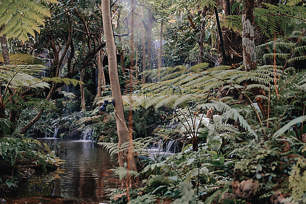 포토 JPG 해외이미지 나무 식물 공원 호수 잎 모션 자연 사람없음 야외 초록색 물 환경 폭포 젖음 연못 신선 생태학 해외포토 자연요소 공공시설 교육 컬러 생태계 파일형식 이미지허브