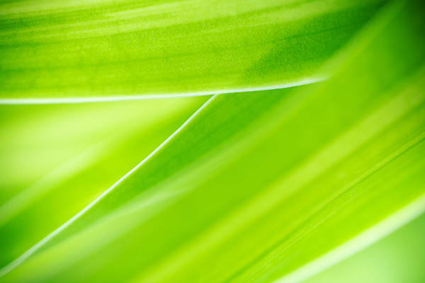 포토 JPG 해외이미지 나무 식물 계절 백그라운드 컨셉 잎 패턴 자연 벽지 추상 잔디 사람없음 초록색 빛 컬러풀 햇빛 태양 뷰티 우주 환경 정원 맑음 봄 성장 신선 숲 질감 보케 부드러움 내추럴 블러 생태학 지구의날 카피스페이스 그리너리 효과 해외포토 자연요소 교육 기념일 컬러 무늬 날씨 공백 감각 생태계 파일형식 트랜드컬러 이미지허브