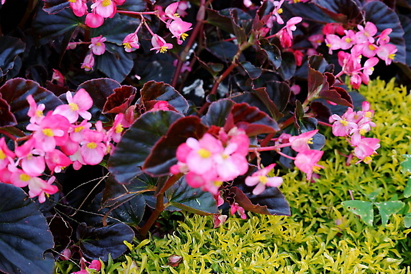 포토 JPG 해외이미지 식물 꽃잎 꽃 분홍색 백그라운드 잎 꽃무늬 전구 침구 자연 휴가 프레임 발렌타인데이 매달리기 사랑 사람없음 장식 빨간색 초록색 컬러풀 뷰티 노란색 바구니 정원 봄 활발 벚꽃 흰색 신선 닫기 냄비 컨테이너 원예 화단 내추럴 왁스 해외포토 계절 감정 산업 컬러 컨셉 무늬 모션 데이이벤트 취미 솥 생태계 파일형식 이미지허브