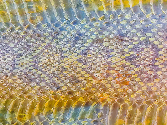 포토 JPG 해외이미지 동물 디자인 종이 야생동물 백그라운드 패턴 파충류 자연 건조 동물원 미술 사람없음 초록색 갈색 머리 유행 고통 흰색 죽음 직물 거친 뱀 가죽 사파리 피부 질감 눈금 육식동물 내추럴 그런지 울퉁불퉁 이국적 해외포토 감정 컬러 무늬 문화예술 신체부위 생태계 파일형식 이미지허브