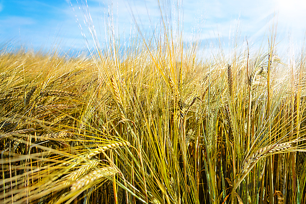 포토 JPG 해외이미지 식물 계절 유럽 음식 빵 줄기 백그라운드 밭 농업 자연 하늘 스웨덴 옥수수 씨앗 사람없음 야외 파란색 농작물 햇빛 태양 농장 노란색 환경 맑음 일몰 빵집 수확 성장 시골 황금 낟알 땅 시리얼 밀 보리 귀 장면 밀짚 숙성 호밀 해외포토 자연요소 나라 산업 컬러 날씨 곡류 북유럽 신체부위 노을 상점 짚 생태계 파일형식 이미지허브