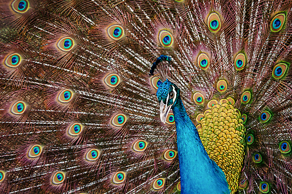 포토 JPG 해외이미지 동물 남자 야생동물 백그라운드 패턴 날개 자연 조류 사람없음 장식 초록색 파란색 컬러풀 뷰티 머리 활발 펼침 의식 우아함 공작 깃털 묘사 즐거움 질감 꼬리 부리 번짐 보여주기 동물상 터키석 해외포토 감정 컬러 컨셉 무늬 모션 사람 신체부위 조형물 보석 생태계 파일형식 효과 이미지허브