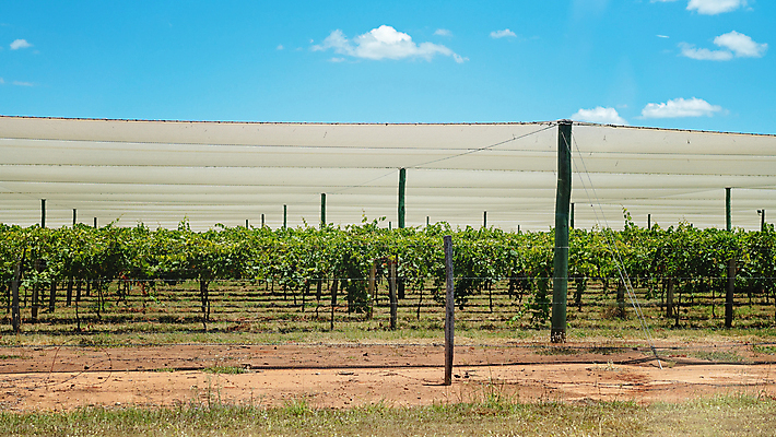 포토 JPG 해외이미지 나무 식물 음료 음식 잎 밭 농업 과일 자연 포도 건강 종류 사람없음 초록색 농작물 농장 와인 정원 맑음 수확 성장 덮개 나뭇가지 시골 신선 행운 달콤 호주 보호 다발 수집 포도밭 포도나무 밭일 양조장 세련 해외포토 산업 컬러 컨셉 날씨 주류 뚜껑 오세아니아 맛 과일나무 생태계 파일형식 이미지허브