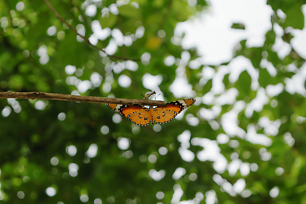 포토 JPG 해외이미지 동물 계절 야생동물 나비 곤충 백그라운드 패턴 오렌지 자연 사람없음 아웃포커스 초록색 빛 컬러풀 태양 뷰티 노란색 귀여움 일출 정원 검은색 봄 꿈 시골 벌레 정상 만족 보케 철새 내추럴 해외포토 자연요소 감정 컬러 컨셉 무늬 과일 조류 촬영기법 노을 생태계 파일형식 이미지허브