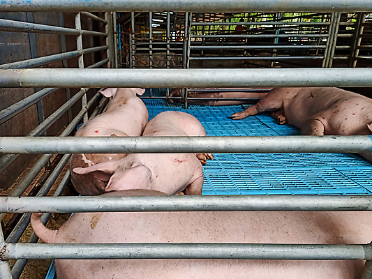 포토 JPG 해외이미지 동물 산업 음식 분홍색 농업 포유류 태국 자연 엄마 따뜻함 건강 육류 돼지고기 사람없음 농장 식사 가축 성장 흰색 시골 돼지 그룹 볏짚 큼 먹기 코 귀 주둥이 잡종 외양간 단백질 밭일 해외포토 아시아 컬러 식재료 가족 모션 신체부위 짚 크기 생태계 영양소 파일형식 이미지허브