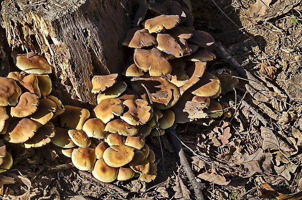 포토 JPG 해외이미지 식물 계절 음식 백그라운드 다이어트 채소 자연 건강 요리 사람없음 야외 갈색 노란색 주방 버섯 신선 원형 그룹 땅 묘사 유기농 질감 날것 내추럴 곰팡이 불가리아 식용 많음 해외포토 도형 웰빙 컬러 컨셉 생태계 파일형식 남유럽 이미지허브