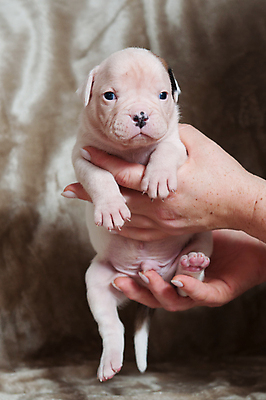 포토 JPG 해외이미지 새끼 실내 관리 앉기 사람없음 반려동물 개 강아지 매끈함 불독 해외포토 동물 포유류 모션 내부 감각 파일형식 이미지허브
