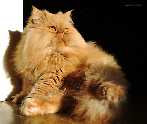 포토 JPG 해외이미지 응시 얼굴 포즈 생각 오렌지 요가 포유류 휴식 바닥 털 앉기 성인 사람없음 빨간색 반려동물 고양이 큼 모피 스마트 꼬리 체조선수 체조 솜털 생강 수의사 몸단장 기르기 총구 해외포토 동물 웰빙 시선 컬러 컨셉 채소 과일 모션 운동선수 사람 신체부위 운동 의사 크기 돌봄 파일형식 이미지허브