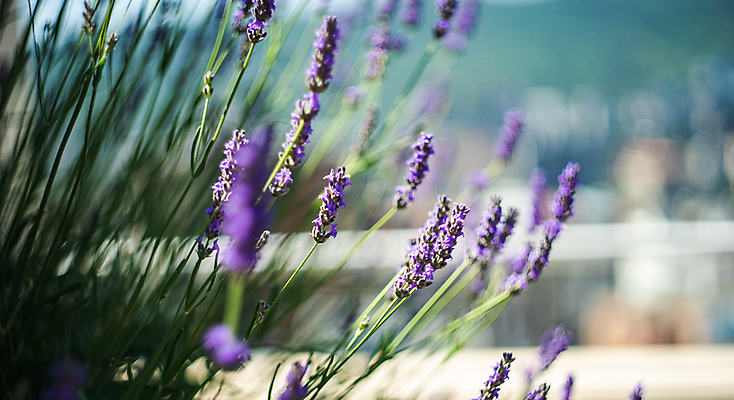 포토 JPG 해외이미지 주간 사람없음 야외 아웃포커스 소프트포커스 라벤더 해외포토 자연요소 꽃 촬영기법 허브 파일형식 이미지허브