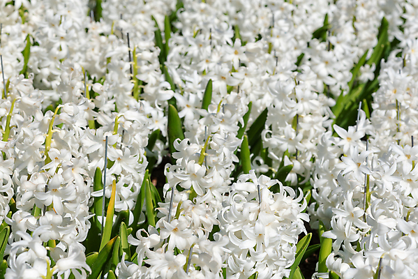포토 JPG 해외이미지 식물 디자인 공원 꽃잎 꽃 백그라운드 잎 꽃무늬 자연 사람없음 장식 초록색 여름 뷰티 정원 맑음 봄 성장 벚꽃 흰색 신선 개화 닫기 다발 네덜란드 원예 히아신스 해외포토 계절 공공시설 유럽 컬러 무늬 모션 날씨 취미 생태계 파일형식 이미지허브