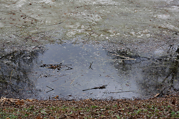 포토 JPG 해외이미지 나무 식물 계절 공원 호수 백그라운드 잎 자연 표면 날씨 건조 사람없음 야외 물 강 반사 갈색 환경 냉동 얼음 봄 추위 나뭇가지 시골 연못 떨어짐 숲 속도 서리 먼지 장면 내추럴 삼림지대 해외포토 자연요소 공공시설 컬러 컨셉 생태계 파일형식 이미지허브