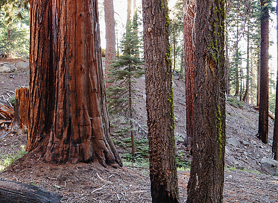 포토 JPG 해외이미지 나무 공원 자연 날씨 사람없음 야외 목재 초록색 햇빛 뷰티 미국 소나무 황무지 해조류 숲 큼 언덕 캘리포니아 거인 내추럴 옛날 해외포토 식물 공공시설 컬러 북아메리카 재료 태양 해양식물 크기 생태계 파일형식 이미지허브