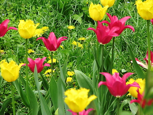 포토 JPG 해외이미지 공원 꽃잎 꽃 백그라운드 풍경 사람없음 튤립 해외포토 식물 공공시설 파일형식 이미지허브