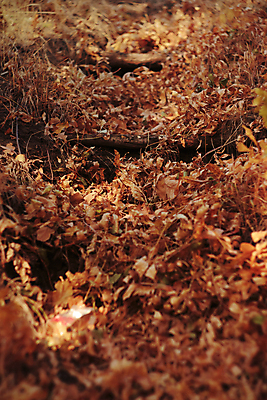 포토 JPG 해외이미지 나무 공원 길 단풍 잎 오렌지 표면 건조 따뜻함 사람없음 목재 햇빛 태양 갈색 노란색 계단 맑음 광선 시골 그룹 황금 숲 작음 오솔길 허브 질감 뿌리 시들음 단계 창백 그런지 땅바닥 방법 줄서기 많음 해외포토 자연요소 식물 공공시설 컬러 컨셉 과일 재료 모션 날씨 바닥 크기 파일형식 이미지허브