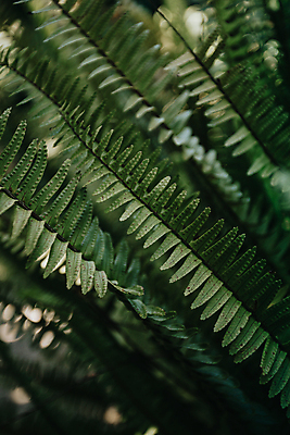 포토 JPG 해외이미지 백그라운드 잎 자연 사람없음 아웃포커스 초록색 해외포토 식물 컬러 촬영기법 생태계 파일형식 이미지허브