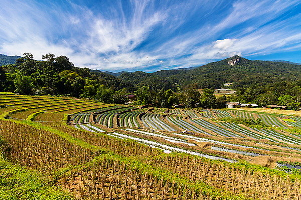 포토 JPG 해외이미지 아시아 여행 밭 농업 태국 하늘 밥 산 사람없음 초록색 파란색 농장 환경 계곡 수확 농부 언덕 기간 땅바닥 생태학 해외포토 직업 교육 나라 산업 음식 컬러 바닥 파일형식 이미지허브