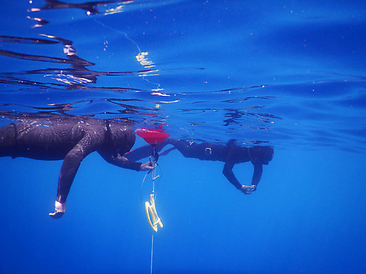 포토 JPG 해외이미지 라이프스타일 스포츠 바다 여행 포즈 백그라운드 자연 휴가 사람 사람없음 야외 물 여름 파란색 관광지 수중 수영 젖음 스노클링 잠수부 아래 다이빙 내추럴 깊이 무료 해외포토 자연요소 계절 컬러 생활 수상스포츠 전문직 방향 생태계 위치 수중스포츠 파일형식 이미지허브