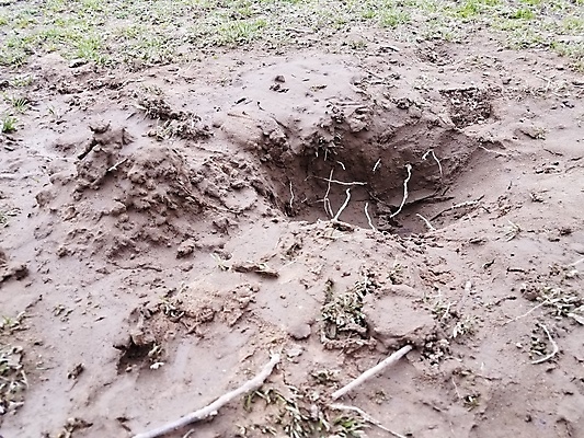 포토 JPG 해외이미지 자연 잔디 사람없음 야외 흙 구멍 뿌리 먼지 진흙 땅바닥 해외포토 식물 바닥 생태계 파일형식 이미지허브