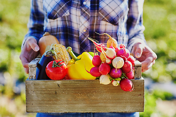 포토 JPG 해외이미지 계절 유럽 농업 오렌지 호박 가지 파프리카 건강 옥수수 한명 사람 목재 빨간색 초록색 농작물 상자 농장 노란색 주방 정원 수확 흰색 시골 신선 맛 농부 브로콜리 나무상자 수집 유기농 생태계 원예 날것 후추 국산 숙성 채식주의자 해외포토 나무 직업 1 웰빙 나라 산업 컬러 컨셉 채소 과일 재료 곡류 취미 향신료 채식 파일형식 이미지허브