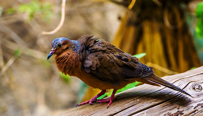 포토 JPG 해외이미지 동물 여자 남자 얼굴 섬 조류 멕시코 종류 성인 사람없음 반려동물 컬러풀 갈색 머리 미국 회색 깃털 비둘기 새장 멸종 보유 인기 캡모자 특별함 해외포토 모자_잡화 컬러 컨셉 북아메리카 사람 신체부위 케이지 파일형식 이미지허브
