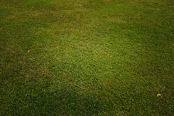 포토 JPG 해외이미지 식물 계절 공원 백그라운드 밭 자연 벽지 잔디 사람없음 야외 초록색 환경 정원 봄 신선 자르기 질감 내추럴 뒤뜰 해외포토 공공시설 컬러 농업 모션 생태계 파일형식 이미지허브